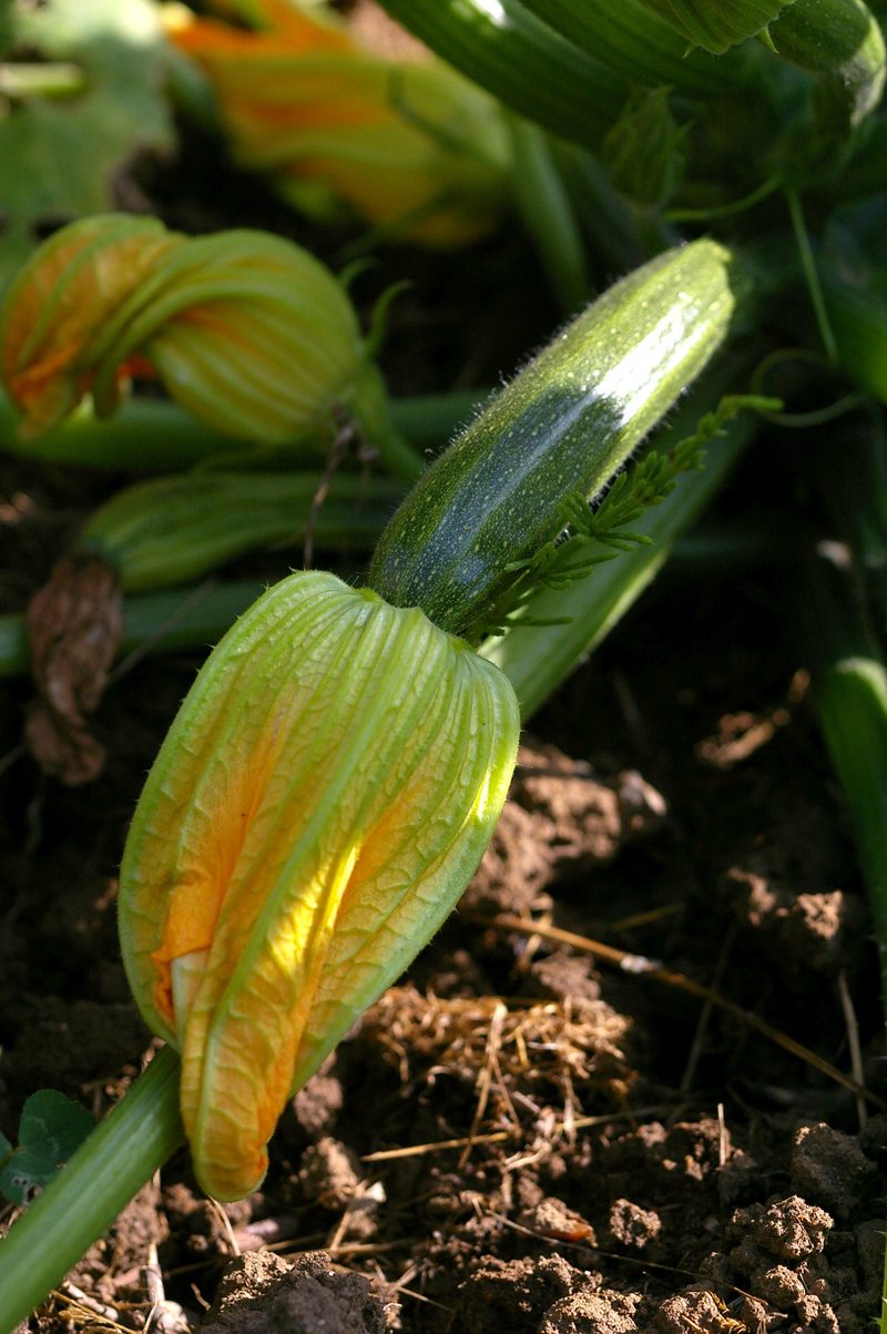Courgette